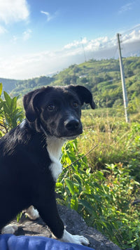 Saya - Maria paula